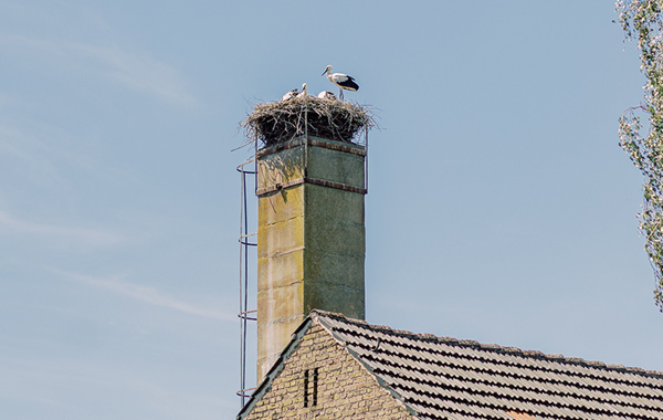 Unsere Störche